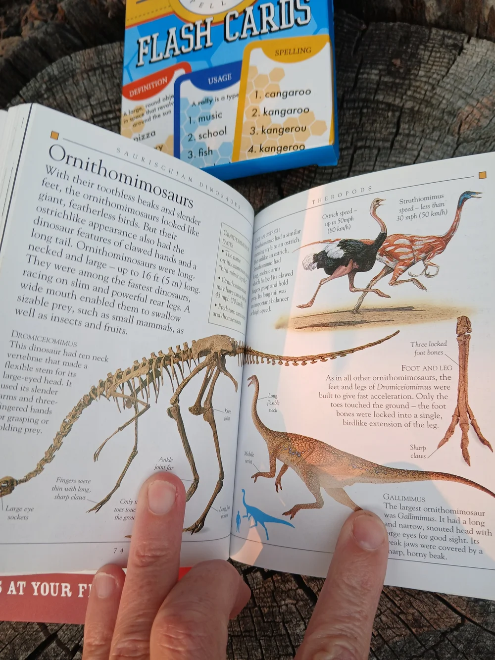 Kids Educational Bundle - 2 Dinosaur Books & Spelling Bee Flash Cards